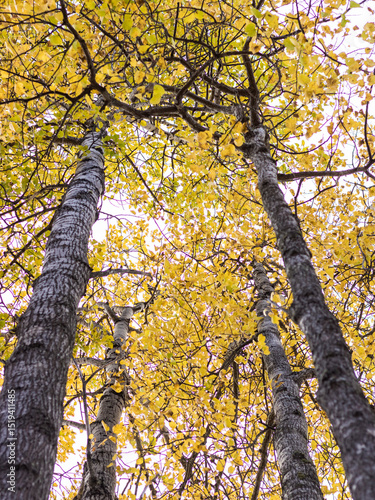 Autumn season, cold weather, orange tree, maple leaf at Mot-Tremblant, Quebec