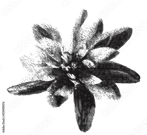 Vector illustration of flower with retro photocopy stipple, grunge punk collage style, vintage halftone brutalist design for poster, banner, edgy art, graphic texture, alternative culture.