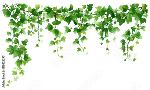 Green ivy creeper plant isolated, Hedera vine botanical element, vector illustration of climbing ivy, hanging vine decor, nature border, garden design, outdoor plant art.