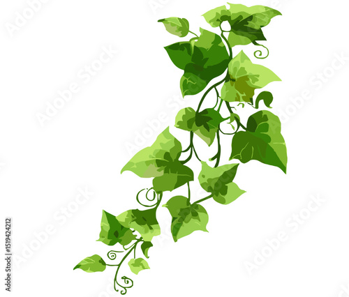 Hedera ivy vine, green climbing ivy, isolated creeper branch, botanical element, hanging ivy plant, vector illustration, white background, natural greenery design, climbing vines.