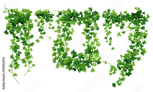 Green climbing ivy, Hedera vine botanical design, isolated creeper branch, vector illustration of ivy plant, hanging vine, wall climbing plant, nature-inspired greenery.