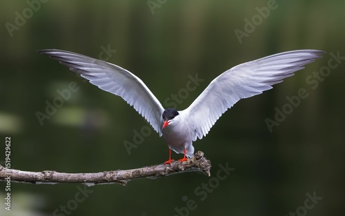 Vászonkép Tern with wings spread perched on a branch over water, showcasing its graceful pose