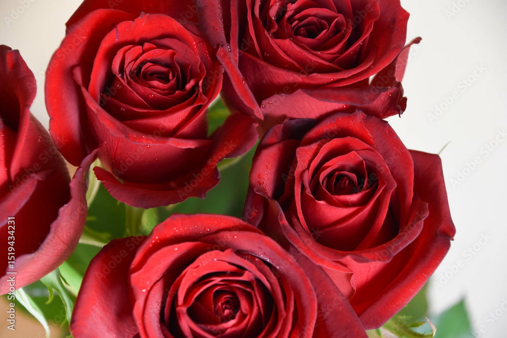 Fototapeta premium 赤いばら