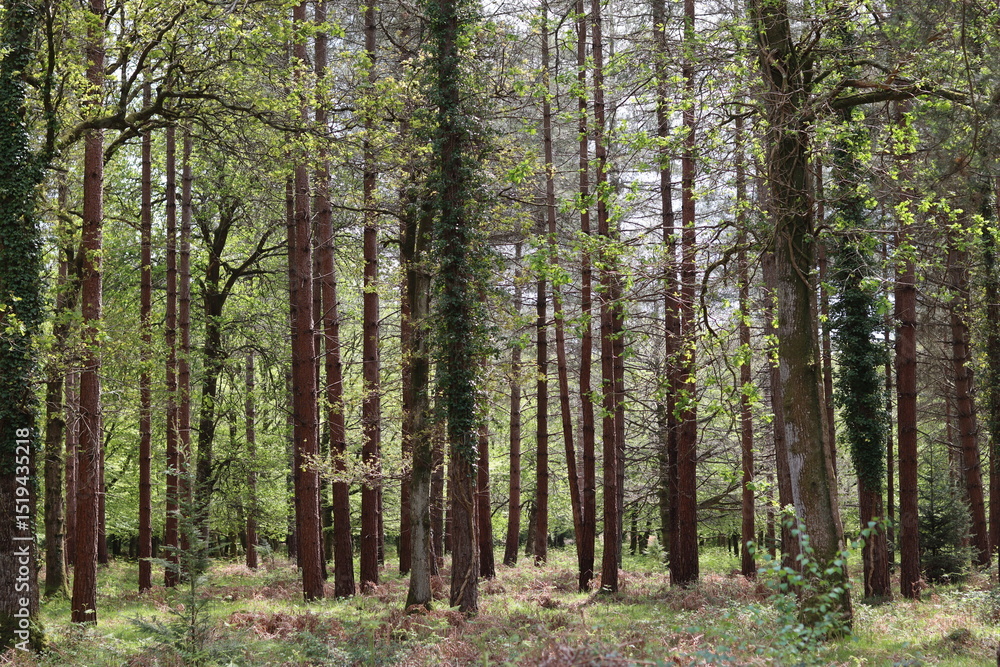 View through a woodland in spring View through a woodland in spring