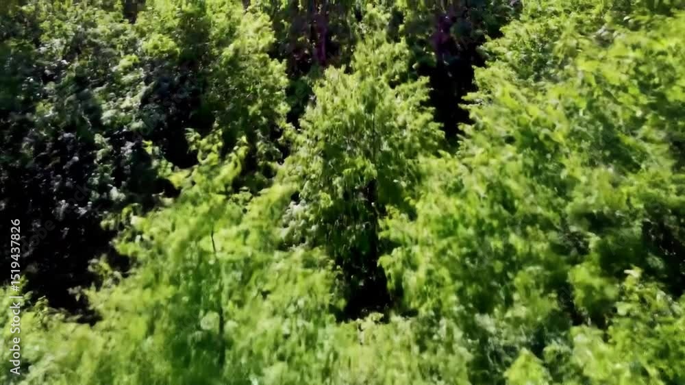 Lush Green Bamboo Forest, Tranquil Nature Scene, Serene Landscape Lush Green Bamboo Forest, Tranquil Nature Scene, Serene Landscape