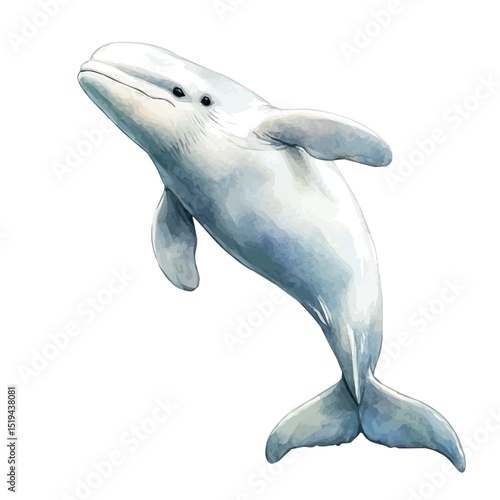 Beluga Whale, watercolor clipart vector, high quality, isolated on a white background.