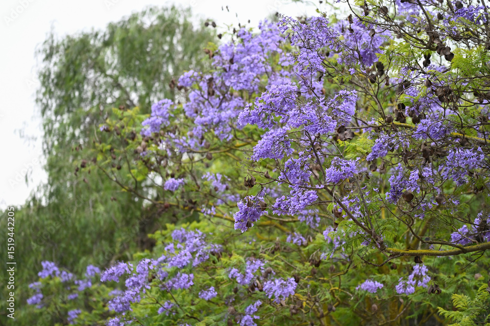 Obraz premium Jacaranda en fleurs 