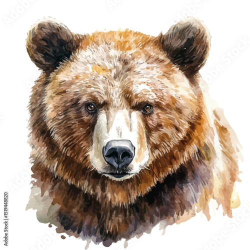 Bear Close Up, watercolor drawing vector, high quality, isolated on a white background.