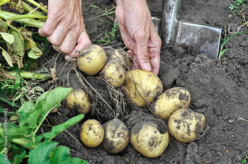 gardener harvesting potatoes in the vegetable garden