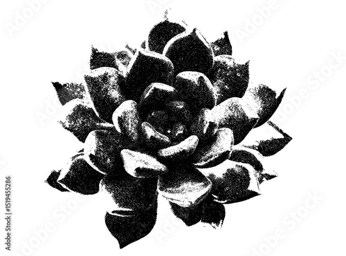 Succulent flower with retro photocopy stipple effect for grunge punk y2k collage design, vector illustration in vintage halftone brutalist style for poster, banner, aesthetic, floral art, abstract.