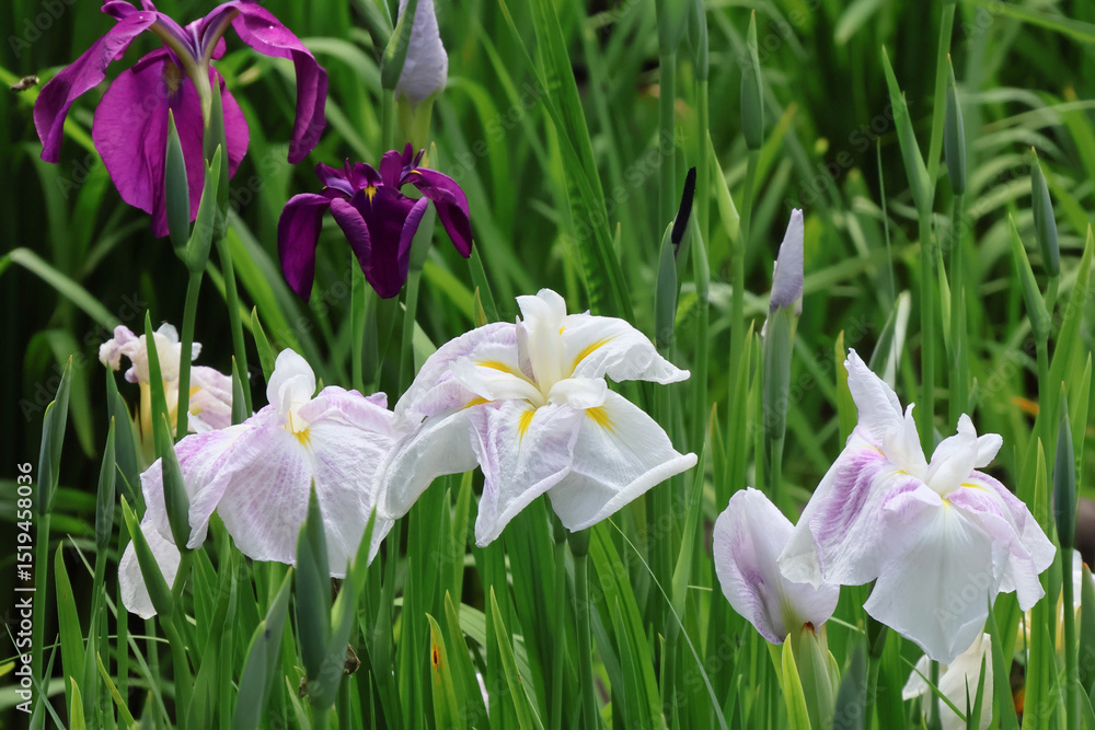 Fototapeta premium 都心散歩 浜離宮ハナショウブの頃