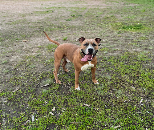Slika na platnu American Staffordshire Terrier breed dog