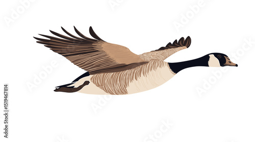 Canadian goose bird vector isolated on a white background