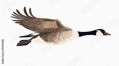Canadian goose bird vector isolated on a white background