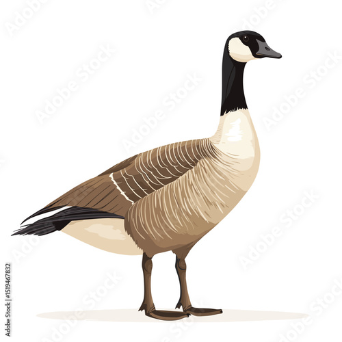 Canadian goose bird vector isolated on a white background