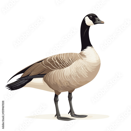 Canadian goose bird vector isolated on a white background