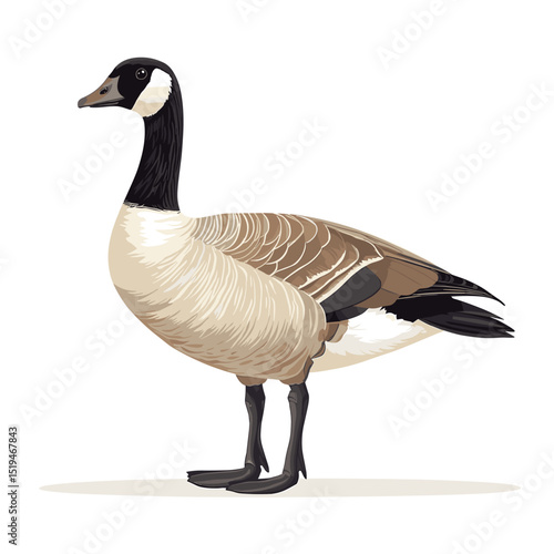 Canadian goose bird vector isolated on a white background