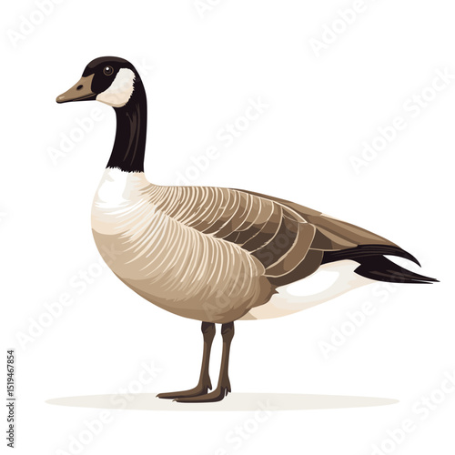 Canadian goose bird vector isolated on a white background