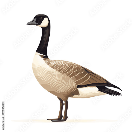 Canadian goose bird vector isolated on a white background