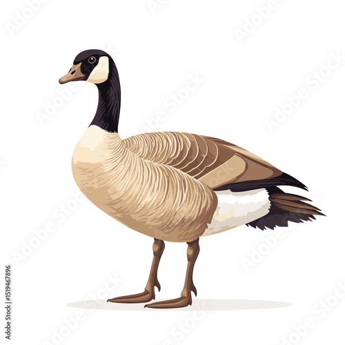 Canadian goose bird vector isolated on a white background