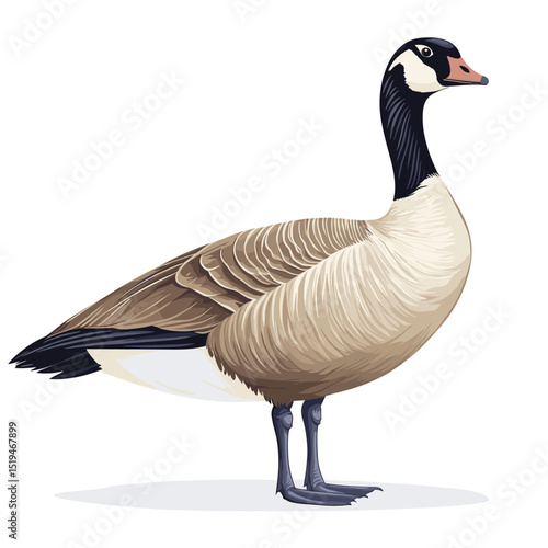 Canadian goose bird vector isolated on a white background