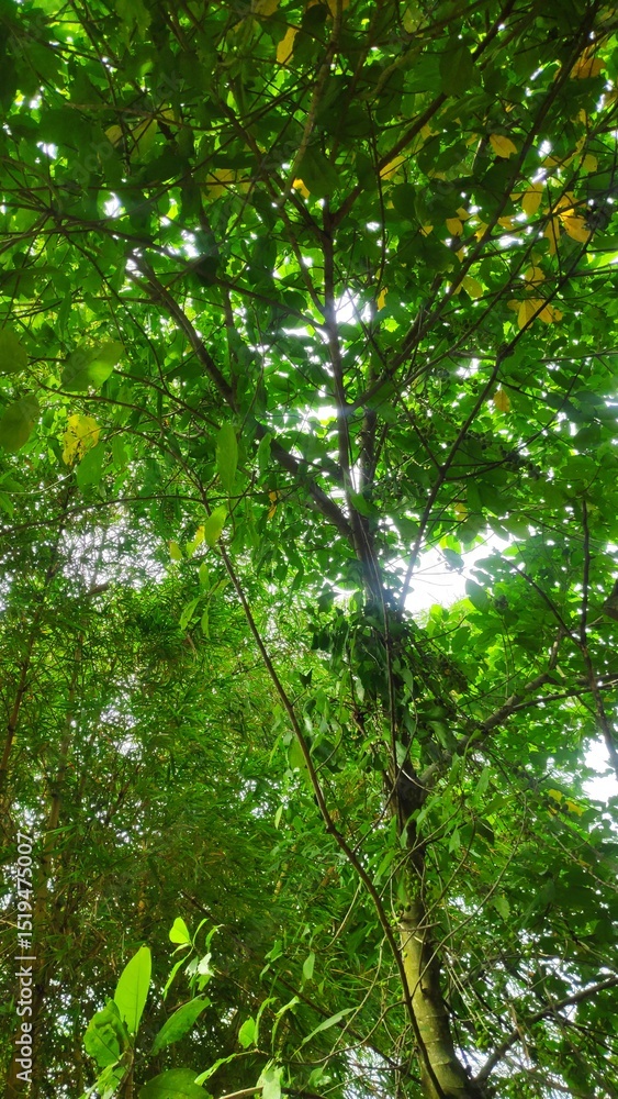 Fototapeta premium green forest background