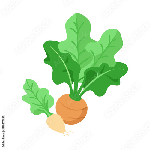 Freshly harvested root vegetables with green foliage in a simple, colorful illustration showcasing their natural beauty