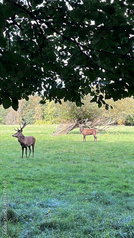Naklejka premium deer in a field