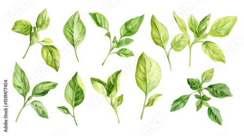 Fresh Basil Leaves Isolated on Tranasparent Background - Culinary Herb Isolated for Cooking Concepts