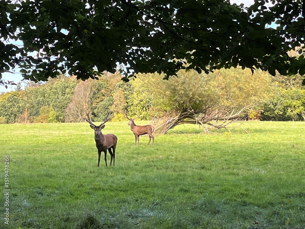 Naklejka premium deer in the grass