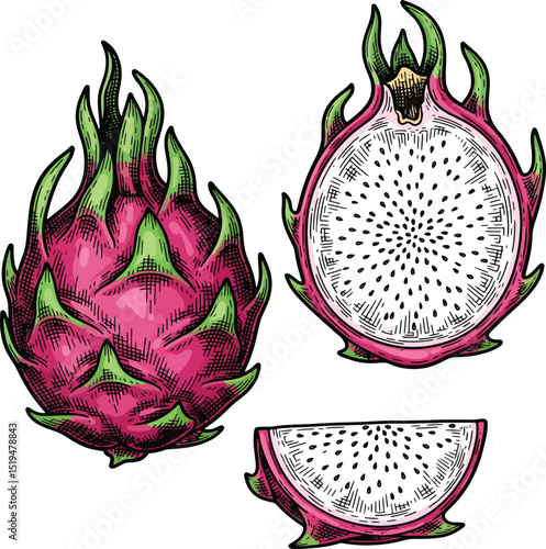 Realistic Dragon Fruit Vector – Healthy Tropical Fruit Clipart