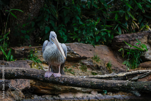 A pelican perched on a tree branch in a lush, natural setting. Pelicans (genus Pelecanus) are a genus of large water birds that make up the family Pelecanidae.