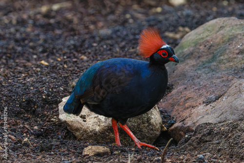 A striking black bird with vibrant red crest and legs, standing on rocky ground. Family Phasianidae of the order Galliformes, gallinaceous birds. It is the only member of the genus Rollulus.