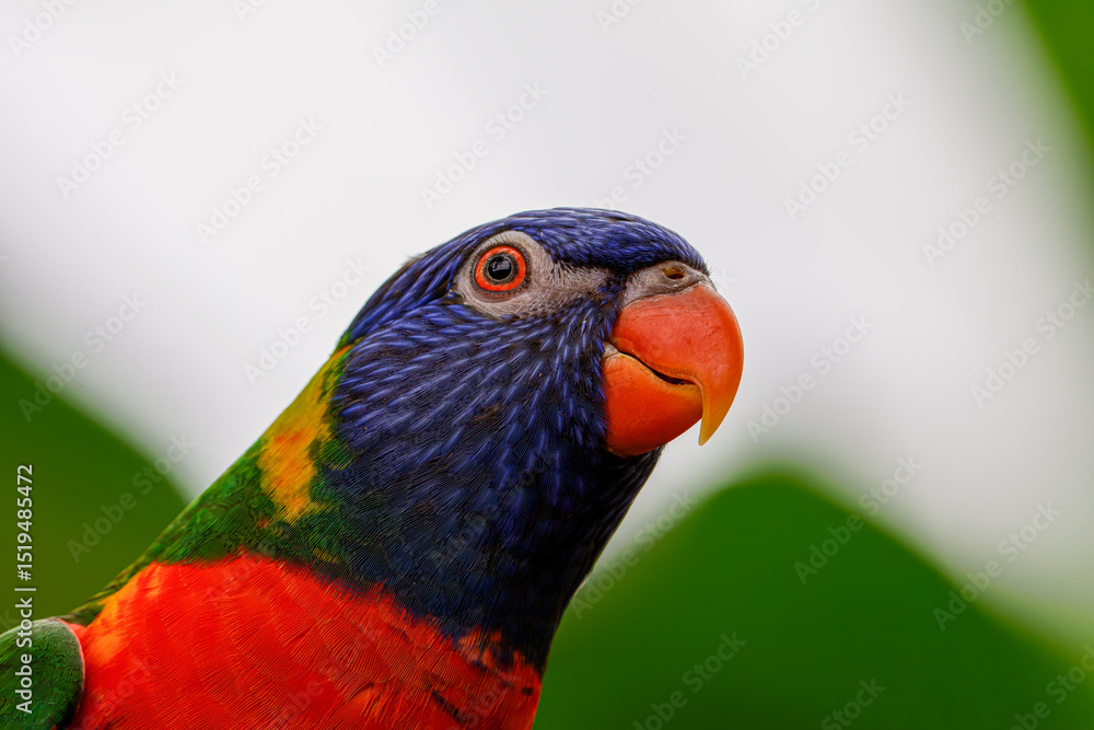 Obraz premium Close-up of a colorful parrot with vibrant plumage against a blurred green background. Loriinae is a subfamily of psittacine birds, one of the six subfamilies that make up the family Psittaculidae.