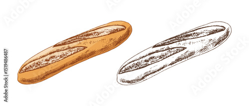 Hand drawn vintage sketch of french baguette in engraving style, in color and monochrome version, isolated vector illustration