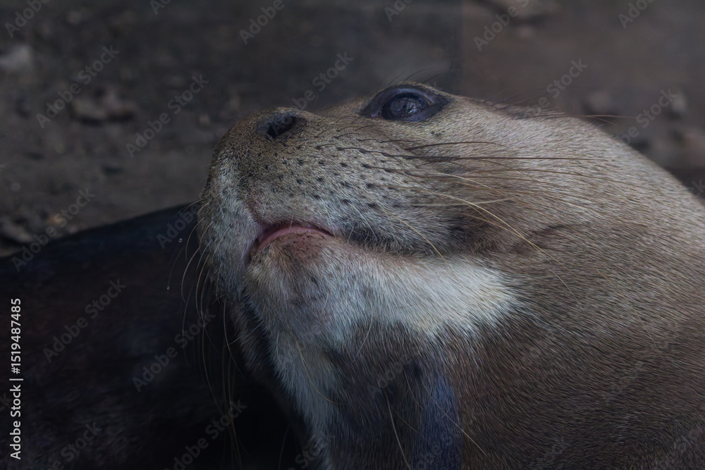 Fototapeta premium Close-up of an otter's face with a focus on its eye and whiskers. The Eurasian otter (Lutra lutra), also known as the European otter