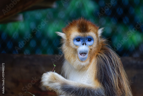 Golden snub-nosed monkey with expressive face holding a twig. The golden snub-nosed monkey (Rhinopithecus roxellana) is an Old World monkey in the subfamily Colobinae