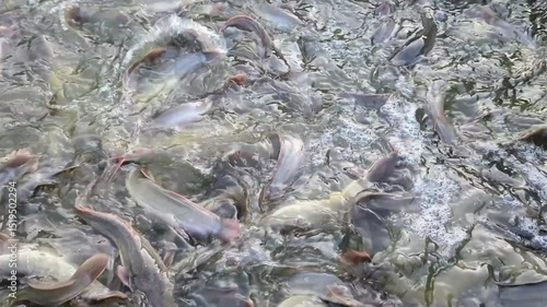 full view of catfish in a pond ready to be harvested.