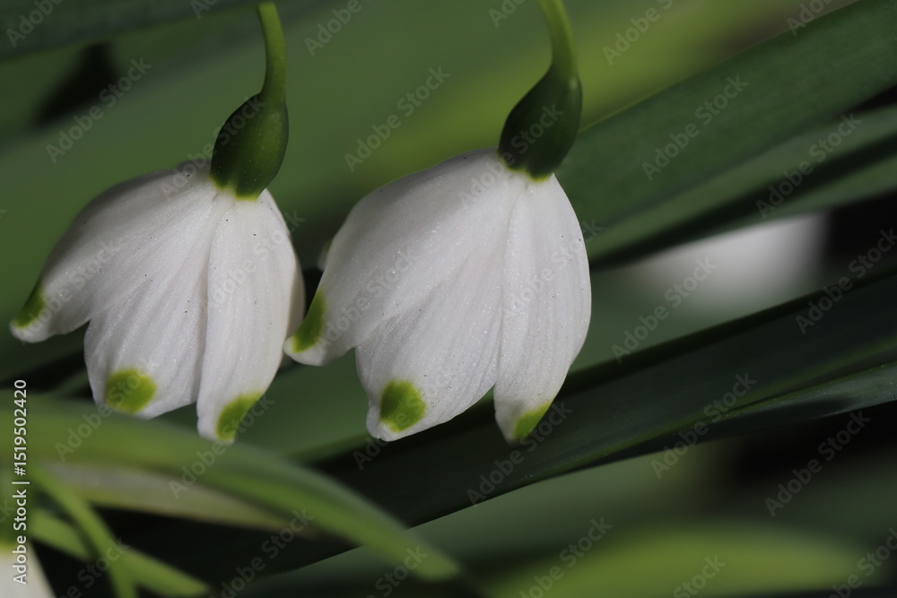 Obraz premium 春の庭に咲く白いベル型の花びらの先端に緑色の斑点があるスノーフレークの花