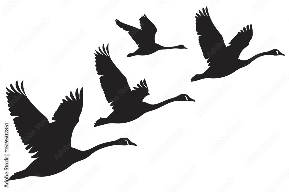 Obraz premium Flying swans silhouette flock formation black and white graceful migration nature