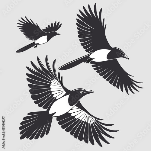 Minimalist vector illustration of magpies in flight elegant bird silhouette