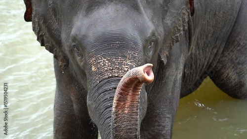 Elephant Raising Its Trunk in Slow Motion