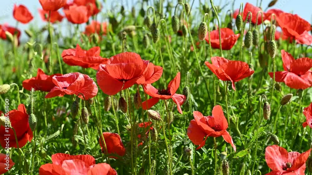 beautiful red poppies in a meadow beautiful red poppies in a meadow
