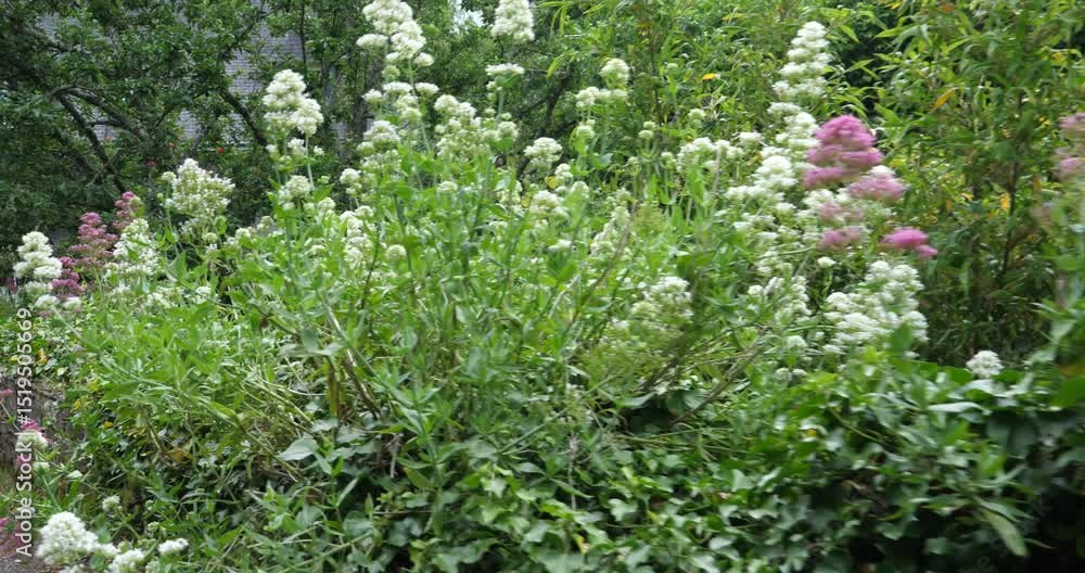 A close-up on some beautiful flowers in spring. Rochefort-en-Terre, France - June 10, 2025. A close-up on some beautiful flowers in spring. Rochefort-en-Terre, France - June 10, 2025.