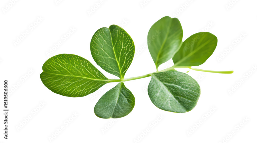 Fresh green leaf on a white isolated background, showcasing vibrant colors and natural beauty. Fresh green leaf on a white isolated background, showcasing vibrant colors and natural beauty.