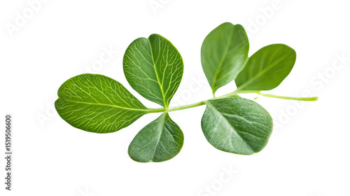 Fresh green leaf on a white isolated background, showcasing vibrant colors and natural beauty.