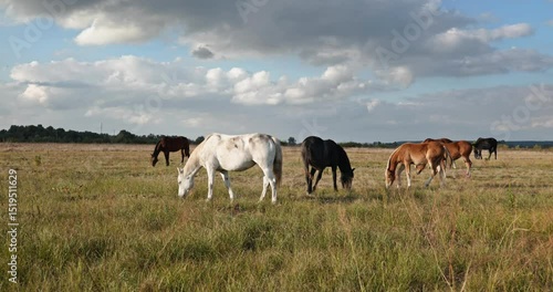 Wallpaper Mural Herd of Horses Grazing on Field Pastures on Countryside. Rural Scene 4K 10-bit 60fps Slow motion Torontodigital.ca