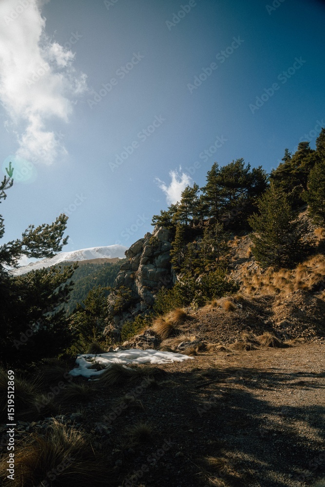 Obraz premium Rocky Mountain Path with Pine Trees