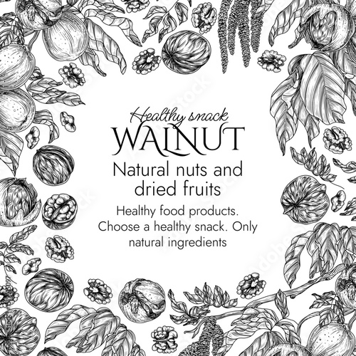 Vector template with walnut branch in engraving style. Graphic banner with forest nuts on tree. Frame with growing healthy snack. Nuts in shell and cut
