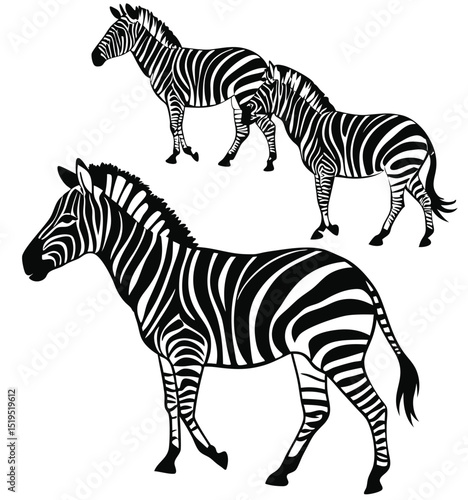 Black and white zebra illustration three zebras walking vector graphics wildlife art